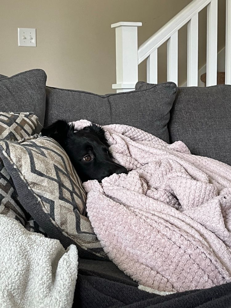 A black dog wrapped in a blanket on a couch