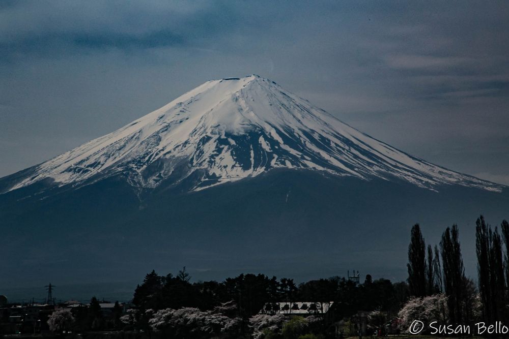 A conical, snow-capped mountain rises into a cloudy sky above cherry trees in bloom. 