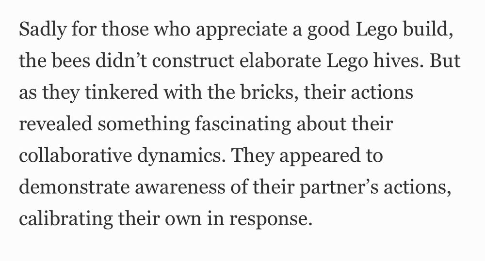 Sadly for those who appreciate a good Lego build, the bees didn’t construct elaborate Lego hives. But as they tinkered with the bricks, their actions revealed something fascinating about their collaborative dynamics. They appeared to demonstrate awareness of their partner’s actions, calibrating their own in response.