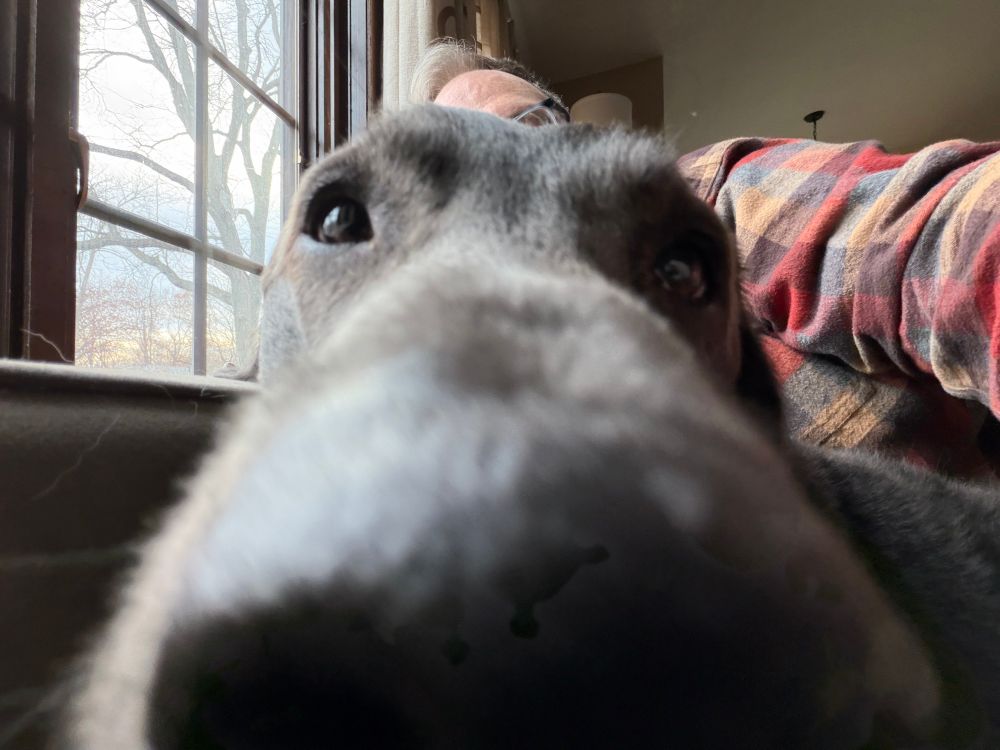 Black lab looking directly into the camera and poking his nose into the lens right before he licked it. 