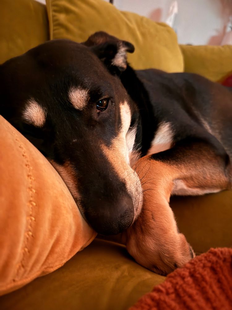 Black and brown dog sleeps on the couch 