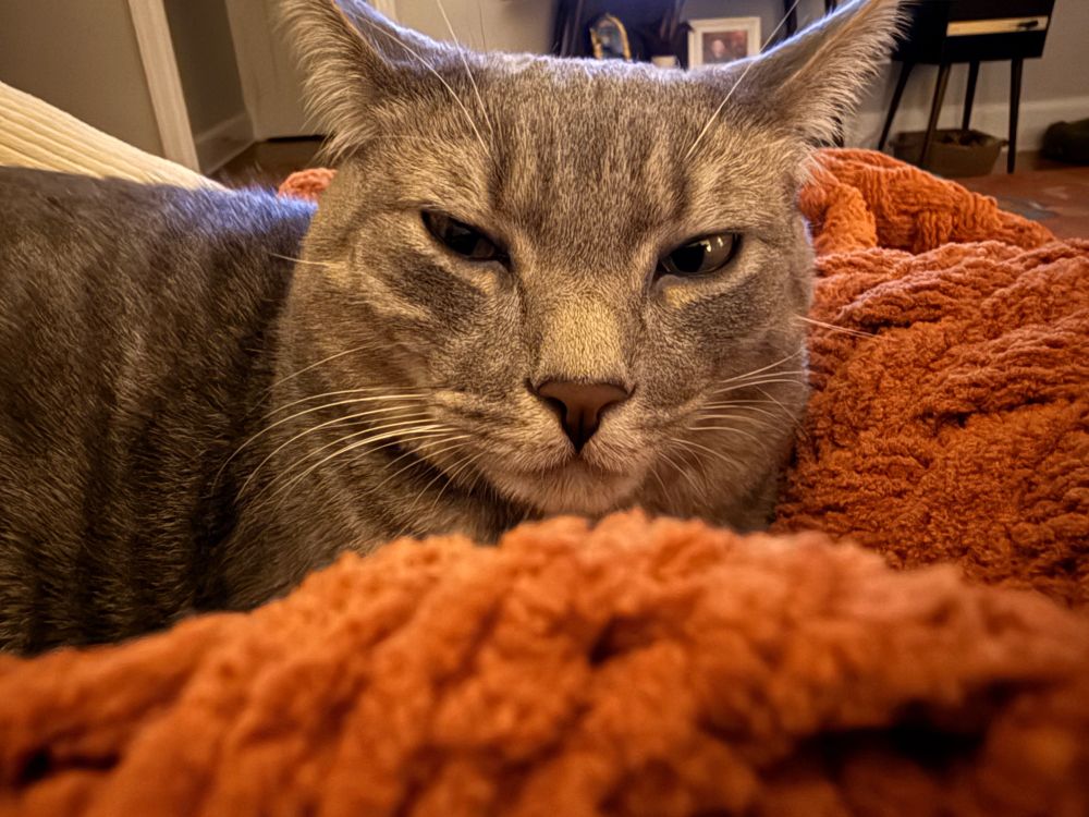 Sweet gray kitty with yellow eyes and airplane ears looking into the camera closing her eyes. 