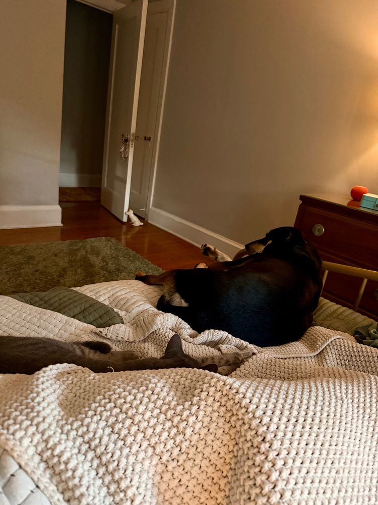Sweet kitty and her BFF sleeping