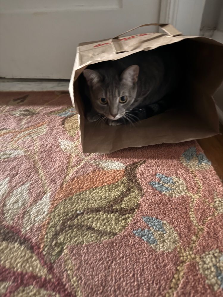 Sweet gray kitty looks out from her hiding place in a paper bag