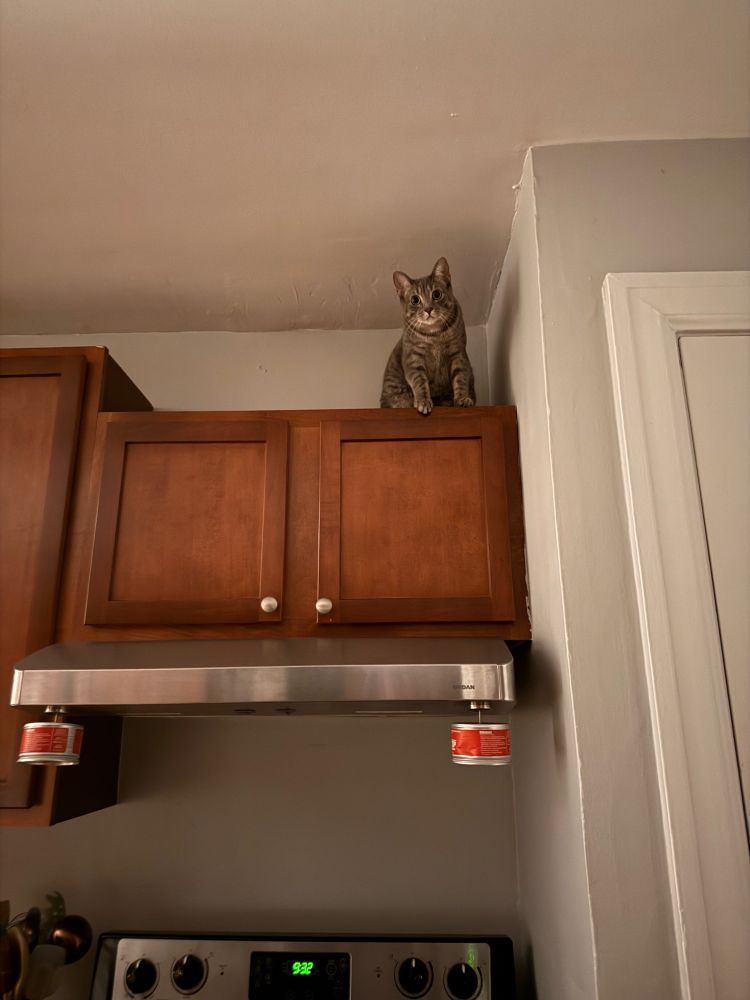 Sweet gray kitty sits high at top the kitchen cabinets above the stove. You know the small ones that no one can reach.