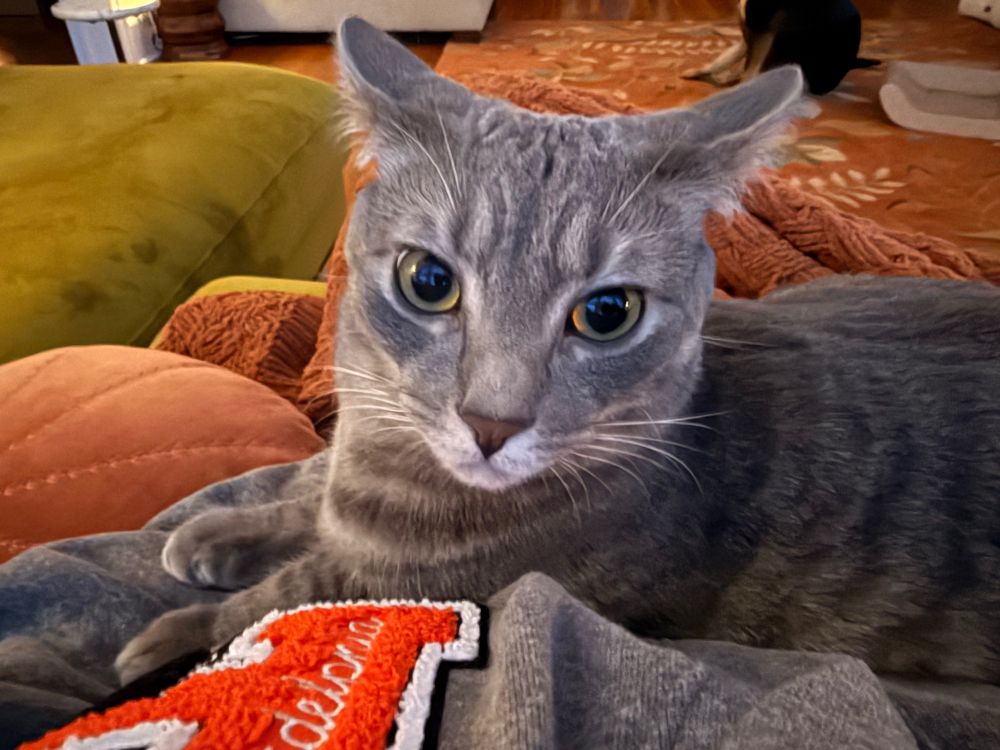 Gray kitty sitting on her humans lap, which is covered in an orange blanket 