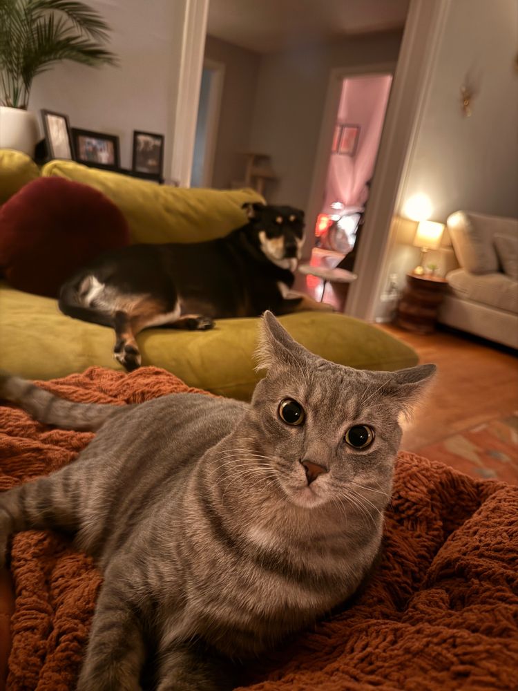 Gray kitty in the foreground with her sister, black and brown dog in the background lying in the couch. 