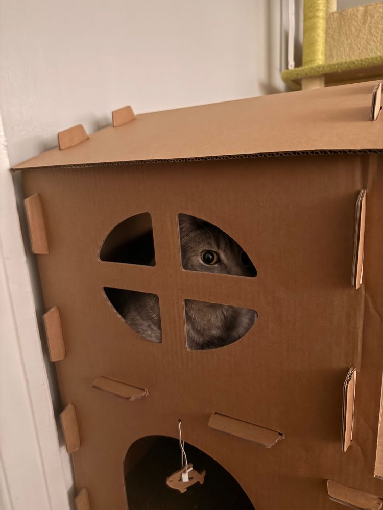 Cat peaks
Thru window on cardboard house. 