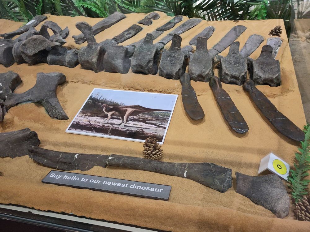 Fossilised bones of the newly discovered dinosaur Istiorachis Mccarthurae with an artists reconstruction in the centre.