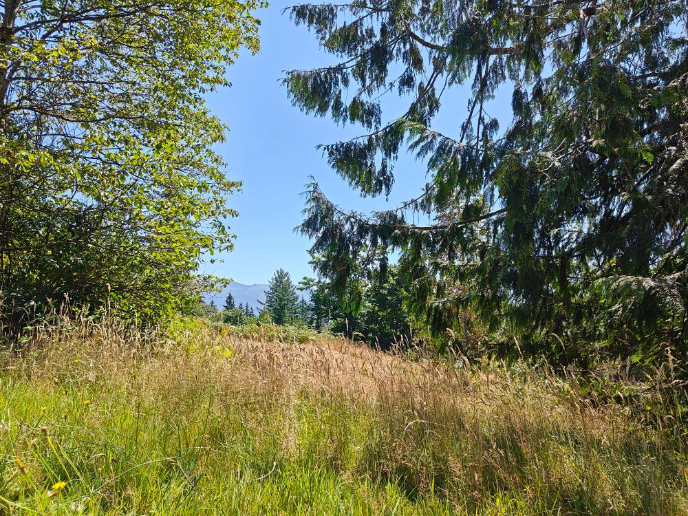 A sunny day and a meadow looking out over mountains.