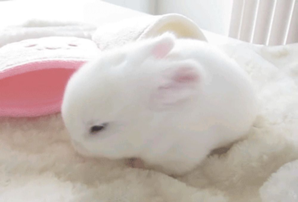 a small white rabbit is laying on a white blanket next to a pink slipper .