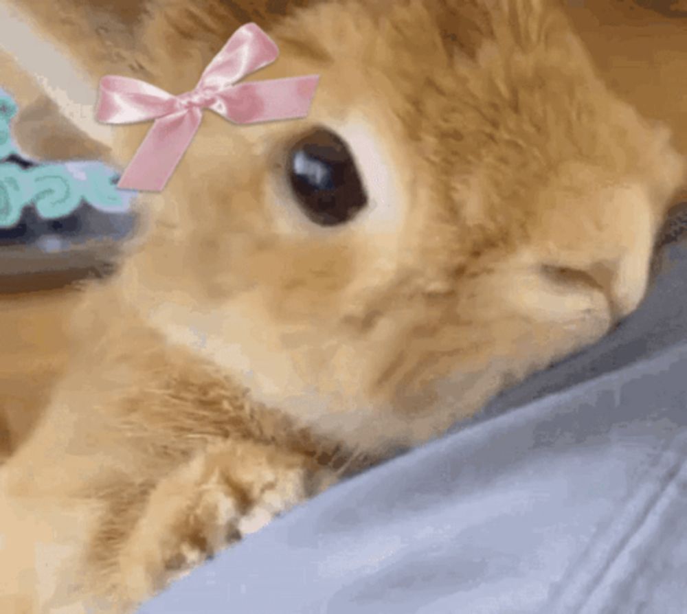 a rabbit wearing a pink bow on its head