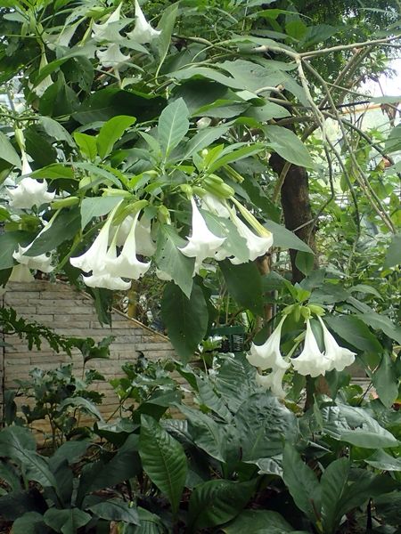 キダチチョウセンアサガオ属