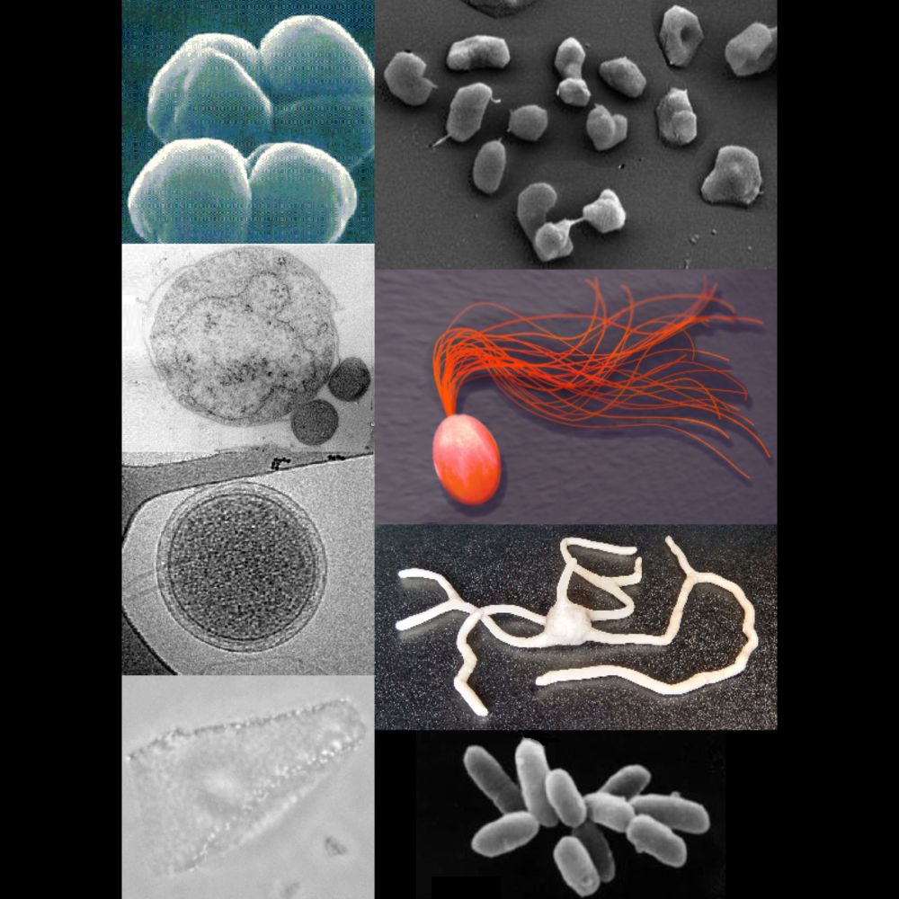 Archaea - Wikipedia