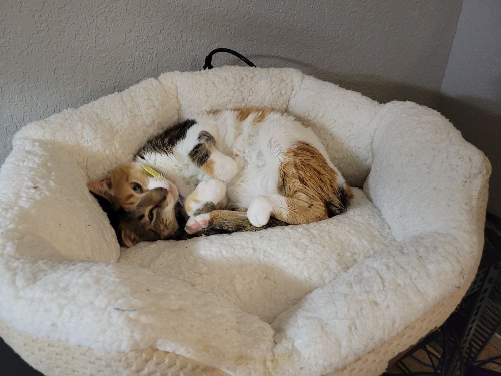 The most beautiful calico of all time. Octavia.