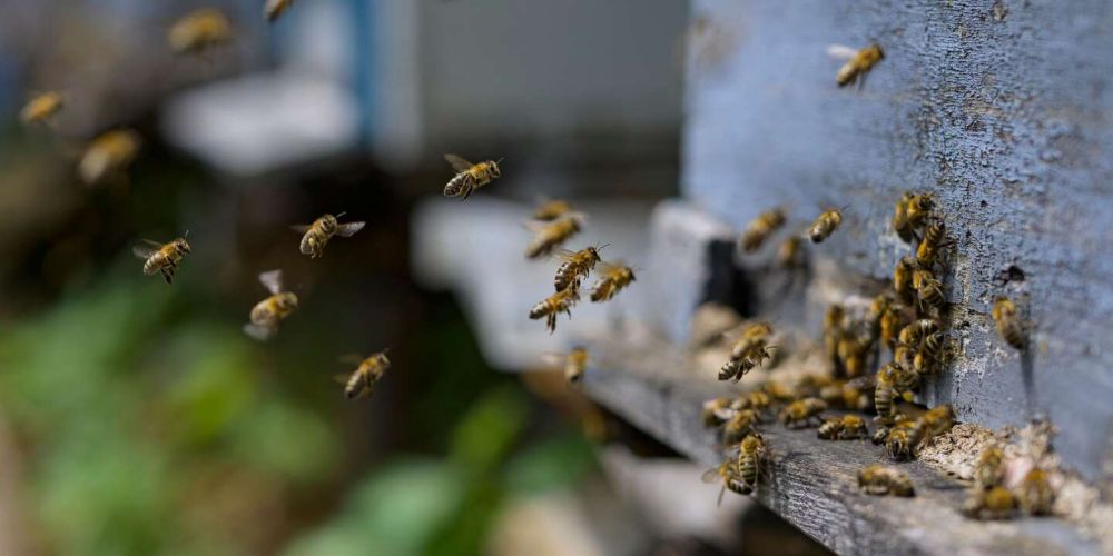 « La disparition de la biodiversité devrait donner des insomnies aux dirigeants de toutes les entreprises de l’agroalimentaire »