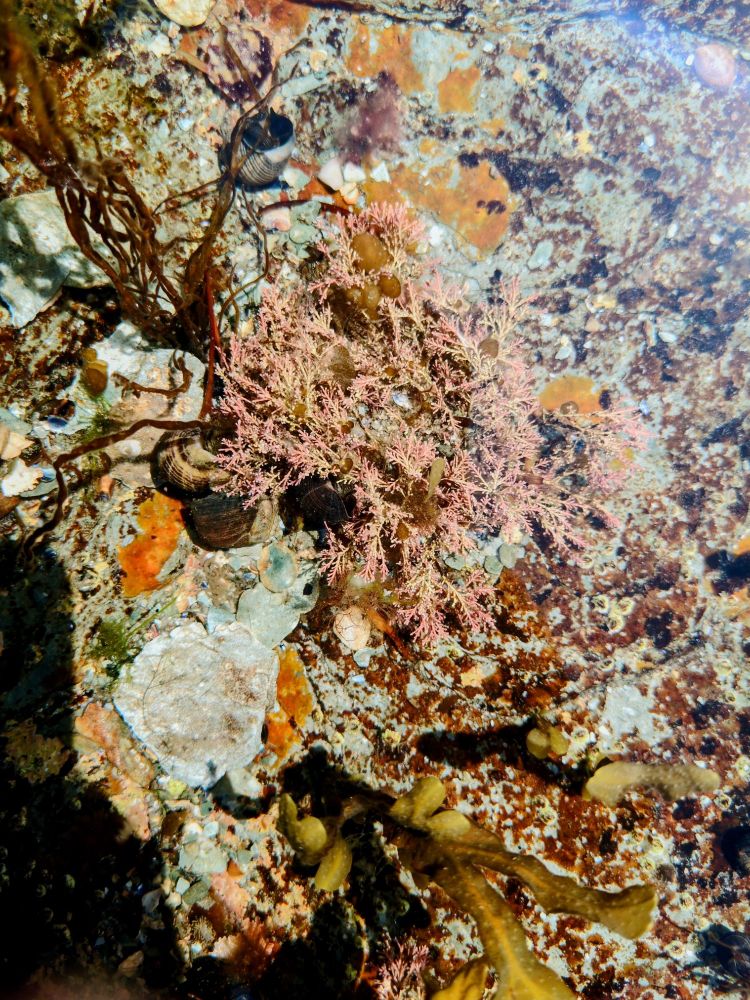 Common Coraline aquatic plan in shallow busy tide pool. 