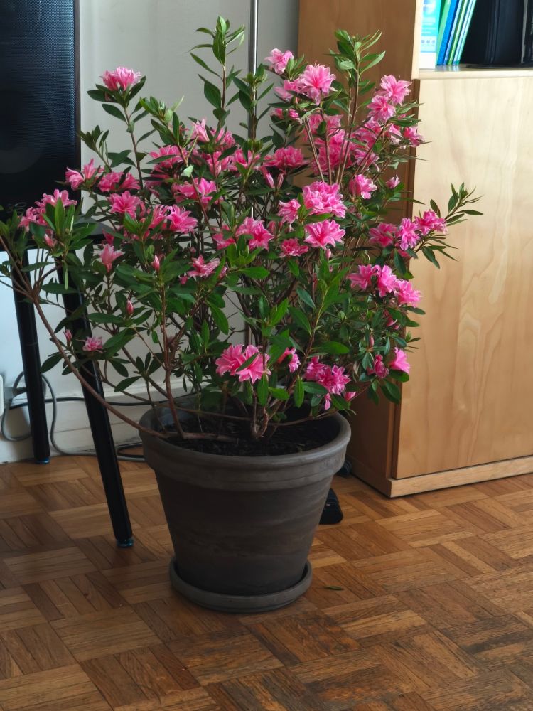 Photo d'un azalée japonais en floraison intérieure qui s'est paré de petites fleurs roses et blanches. 