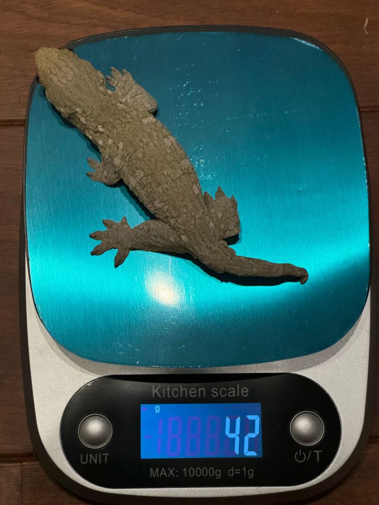 ジャイアントゲッコー