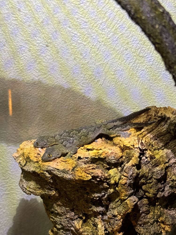 スピニゲルスイシヤモリ
soft spiny-tailed gecko
Strophurus spinigerus