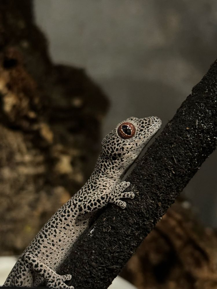 キスジイシヤモリ