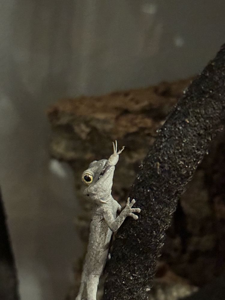 スピニゲルスイシヤモリ
soft spiny-tailed gecko
Strophurus spinigerus