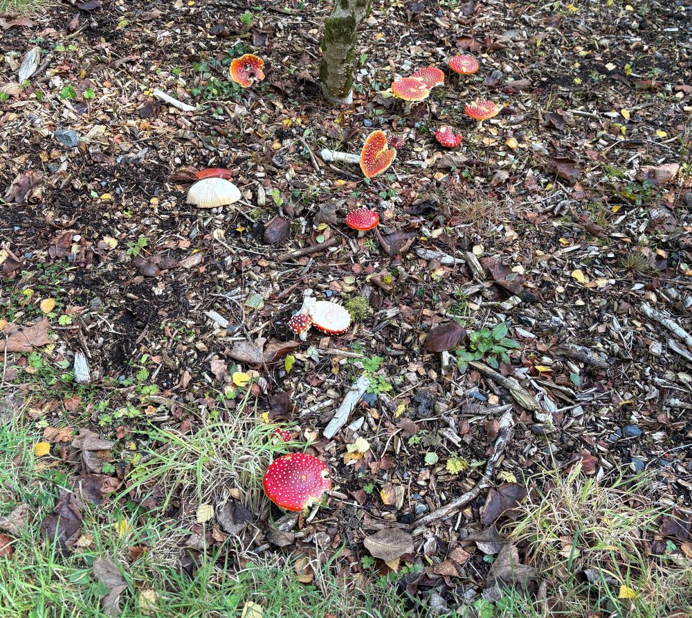 Gorgeously reddy orange with white dots Fly Agarics growing under a shrub and on wood chip. At least 14 of them! 