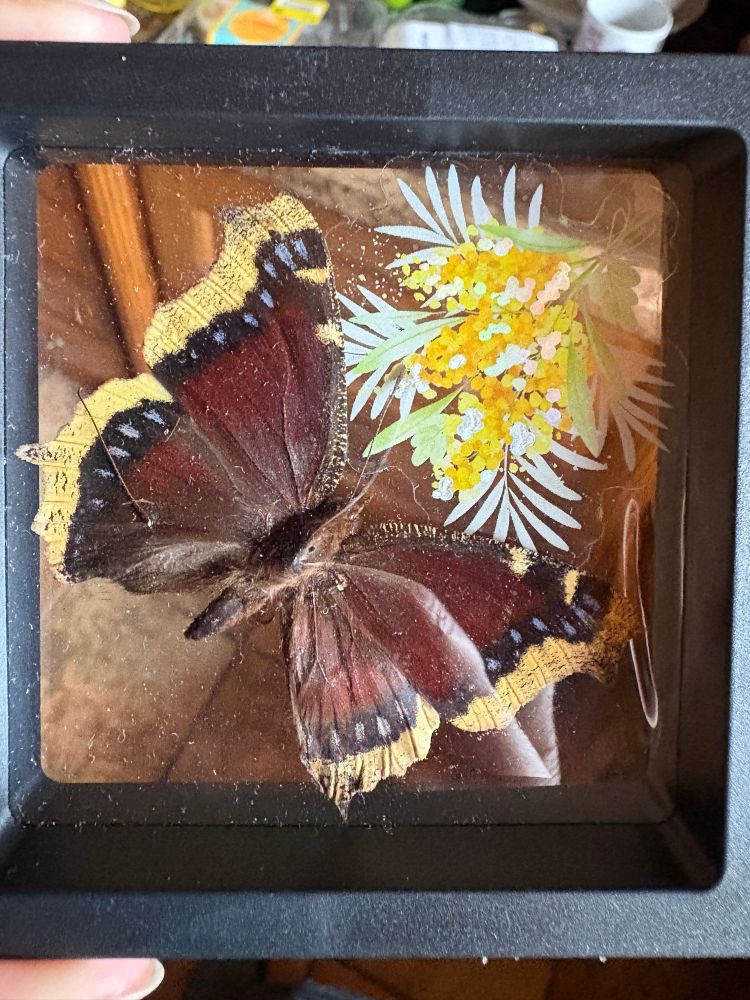 Mourning cloak butterfly in a frame with flowers. Deep maroon winged with gold edges and a black band with bright blue dots along it. 