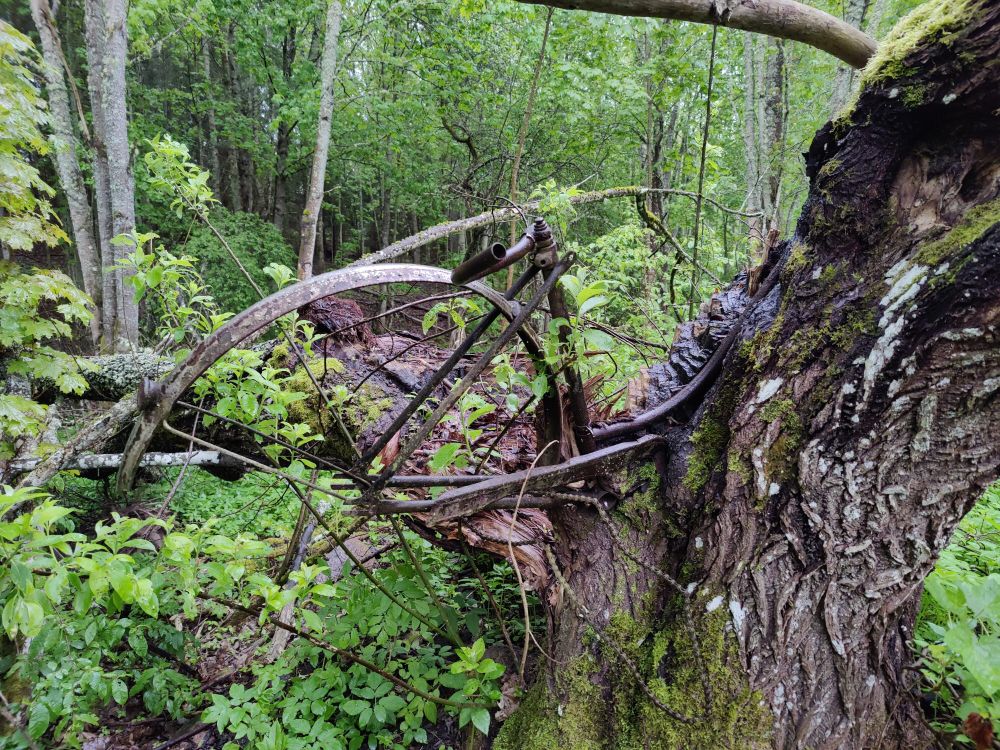 A bike in a tree.