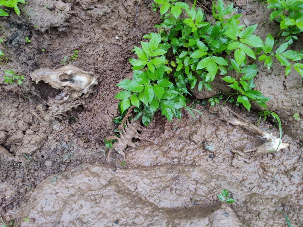The skeleton of a dog in a shallow grave.