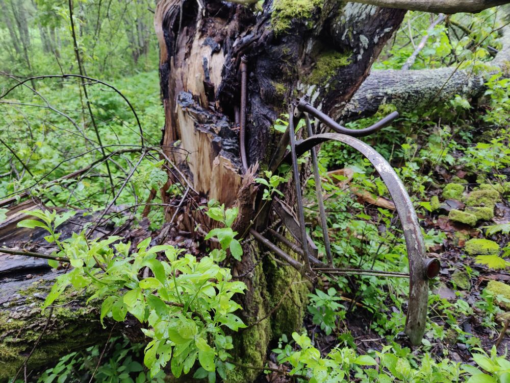 A bike in a tree.