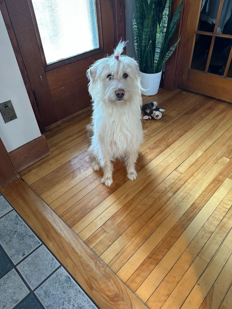 Blonde husky standard poodle mix. Looks like Jim Henson created her. 