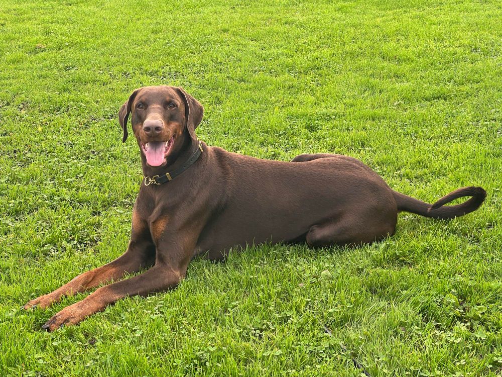 Alert Brown Doberman laying in the grass 