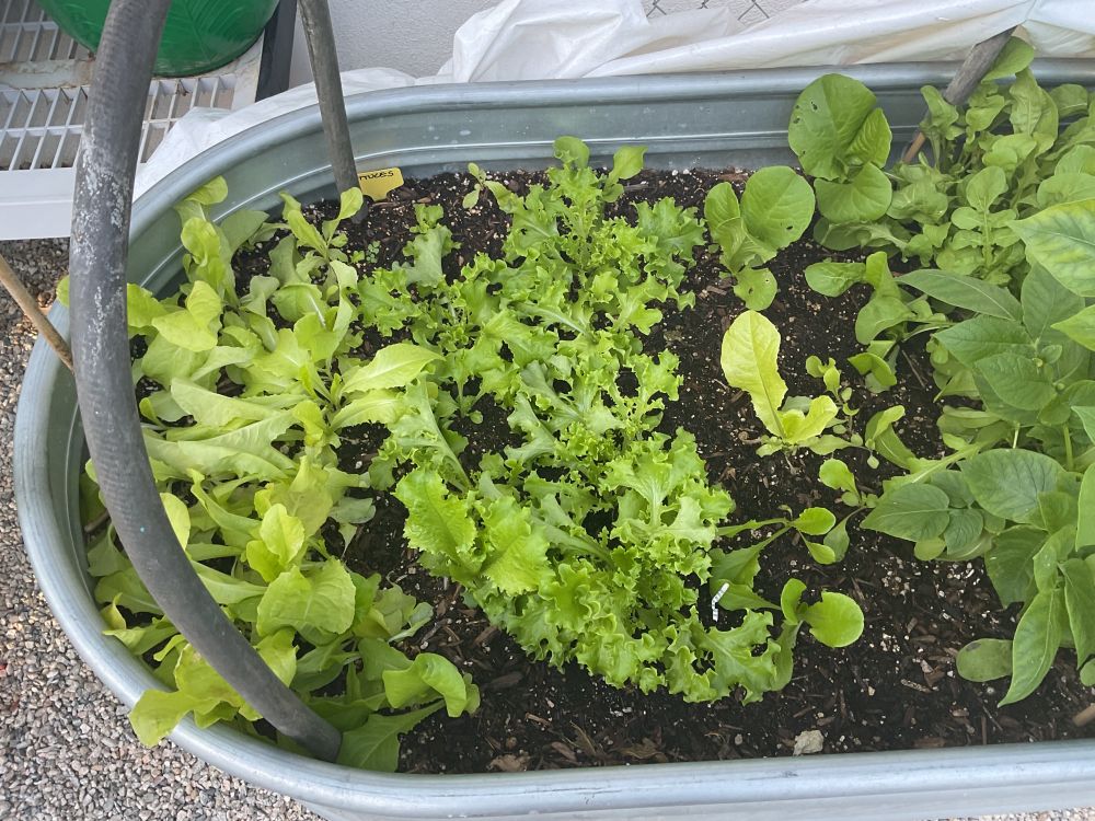 My actual lettuce and arugula bin.