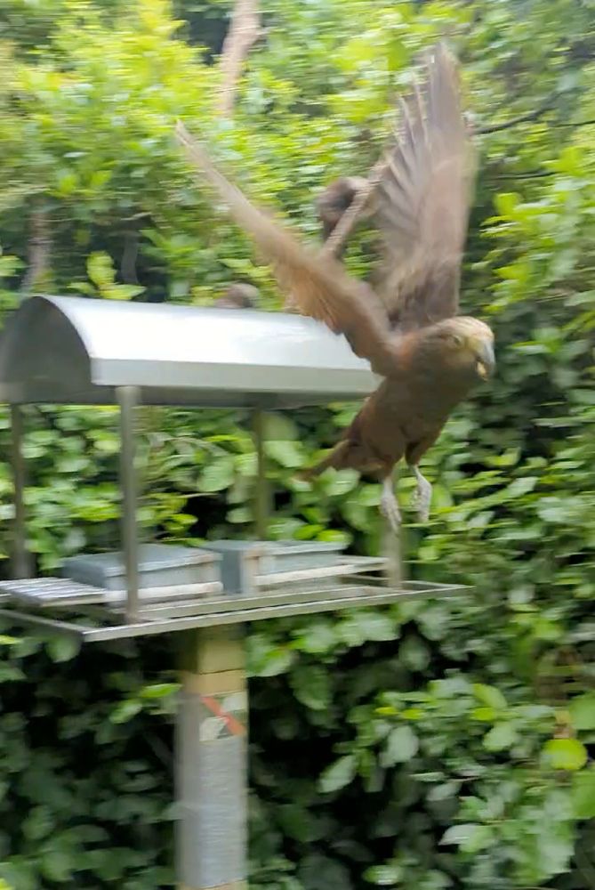A Kākā taking off from a metal feeding station with a nut in it's beak. It's about to wallop Alistair in the head with one of it's wings.
