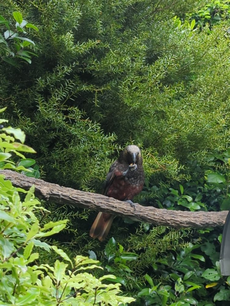 A Kākā, which is a pretty large dark feathered New Zealand parrot with a red chest, eats a nut with one foot on a branch