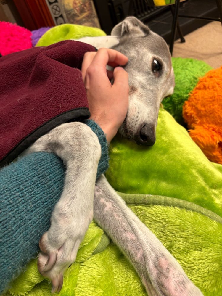 Doughball the grey and white is greyhound lying on a green blanket. She is wearing a loose maroon coat. A hand is scratching her cheek while her paw is draped over the forearm. 