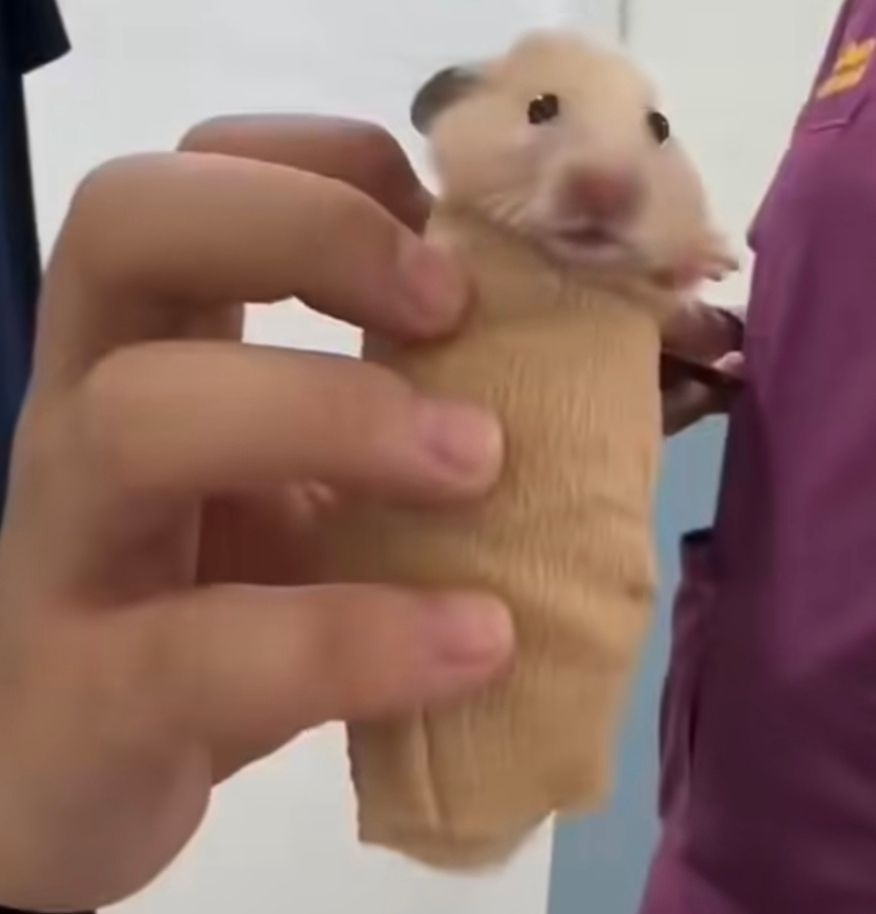 kidnapped hamster