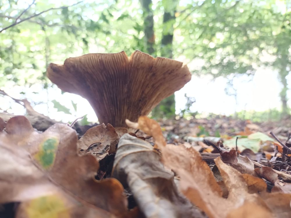 Fleecy Milkcap Mushroom 