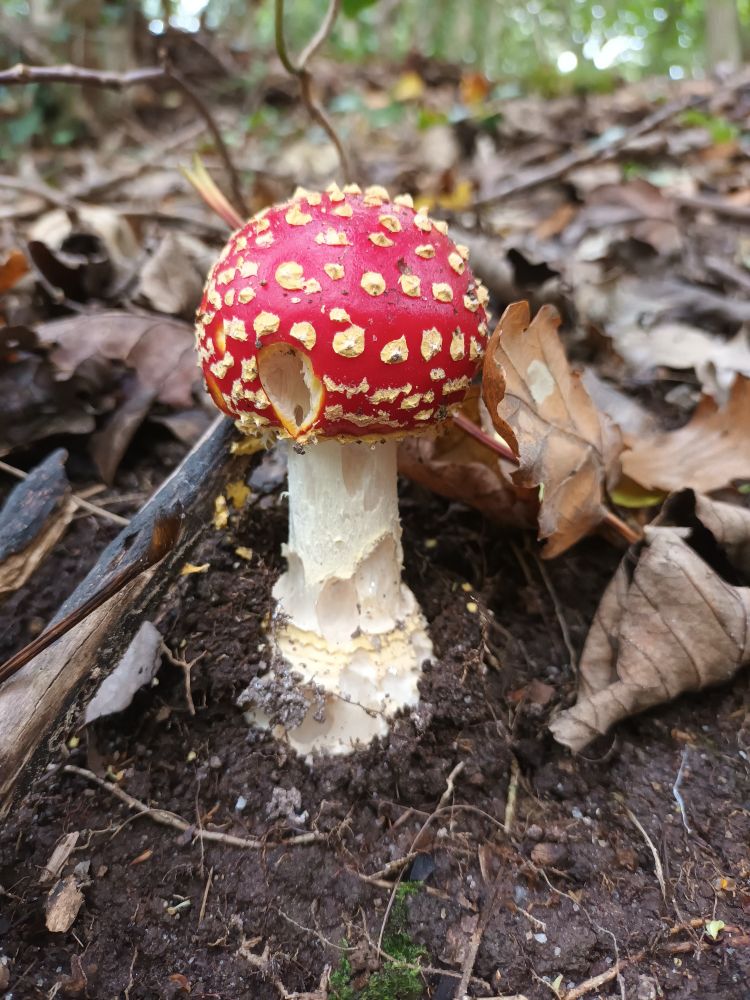 Fly Agaric - the toadstool of fairytales 