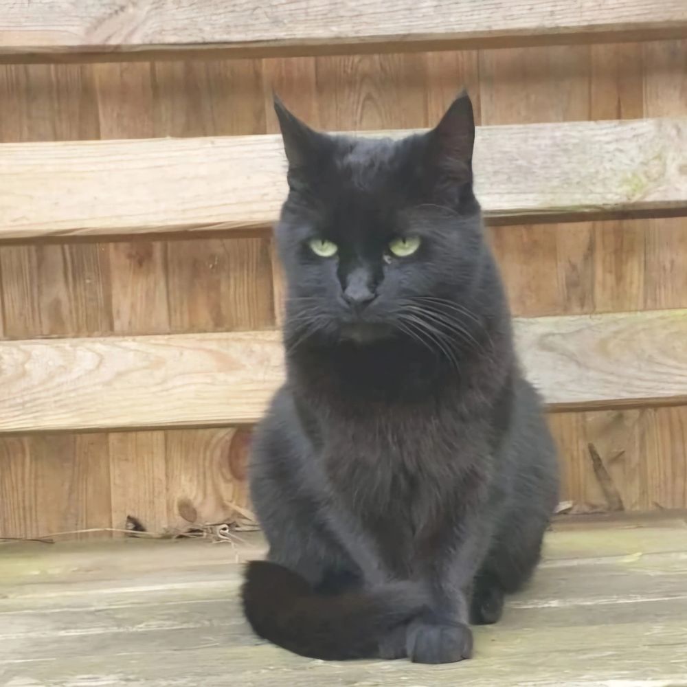 Photograph of a cross looking green eyed cat sitting on a bench