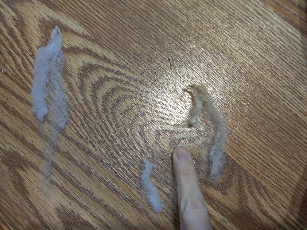 A white woman's finger points to a lock of fleece, where a section has been cut in half. A full lock can be seen to the upper left.