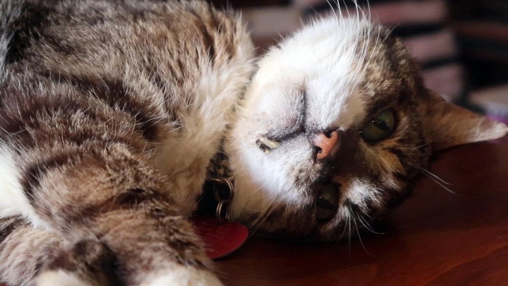 Brown and white tabby cat resting with one fang poking out