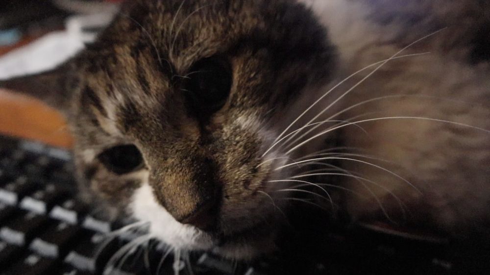 Closeup of brown and white tabby cat on keyboard 