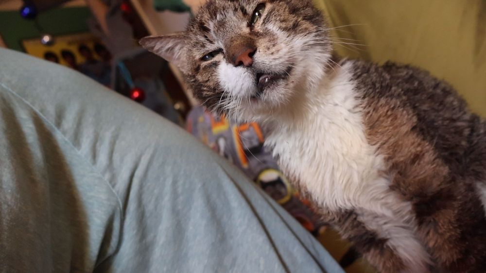Brown and white tabby cat looking very sweet 