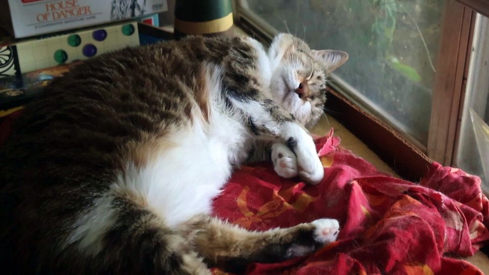 A small brown and white tabby cat on a bench by a window 