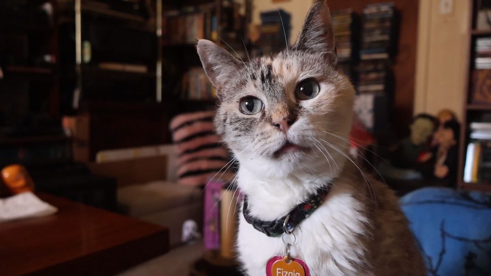 Friendly looking dilute tabbico cat 