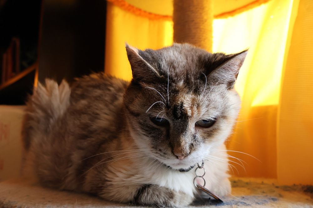 Dilute tabbico cat, lovely 