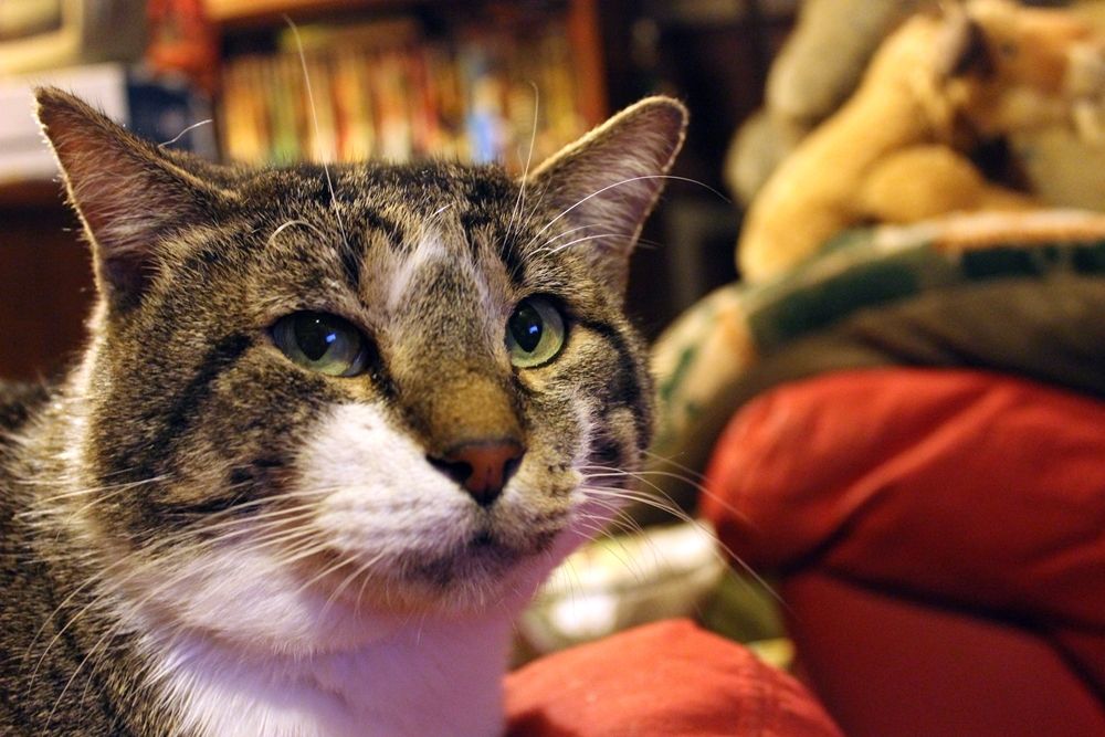 Brown and white tabby cat looking debonair and serious 