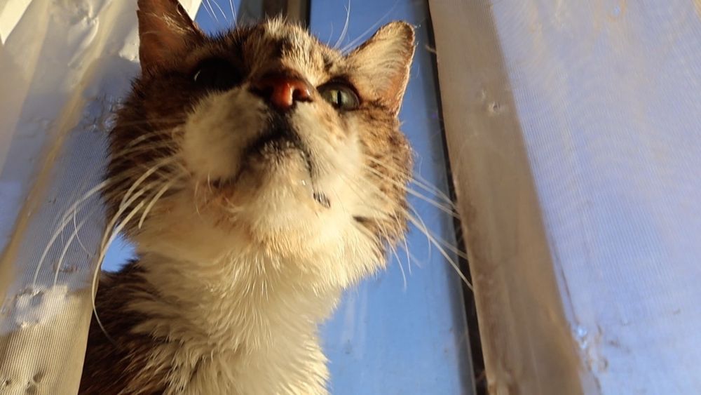 Brown and white tabby cat, best cat in the world 